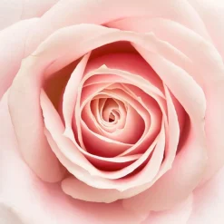 Acqua di Parma Rosa Nobile Crème Veloutée Pour Le Corps 150g Bodycream