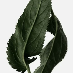 Reminiscence Le Patchouli 50ml Eau de Toilette Intense