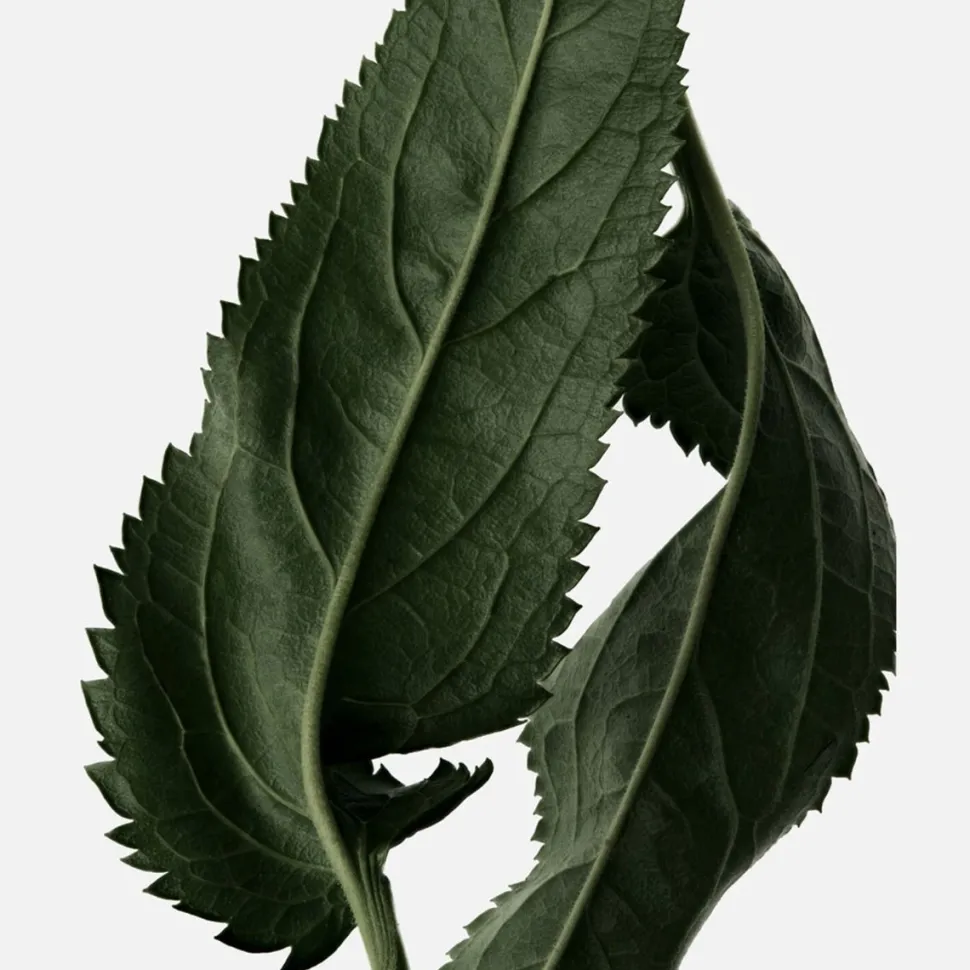 Reminiscence Le Patchouli 50ml Eau de Toilette Intense