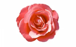 Sisley Izia 50ml eau de parfum spray