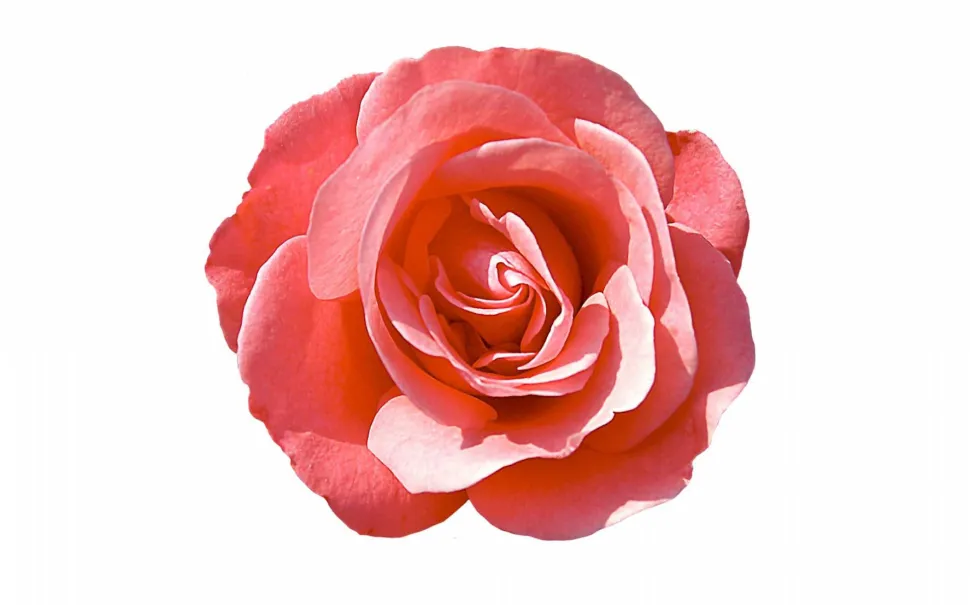 Sisley Izia 50ml eau de parfum spray